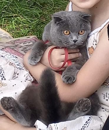 голубая сибирская кошка: Скотиш Фолд (Шотландская вислоухая), 1 год, Девочка, Голубой — 1