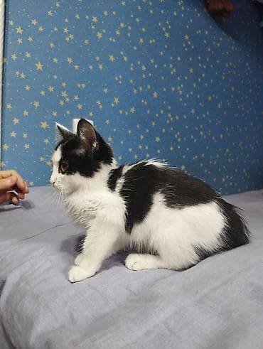 метис сибирской кошки: Отдаем котят в добрые руки — 5