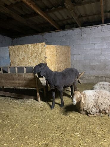 Кошки: Продаю | Овца (самка) | Арашан | Для разведения | Матка — 1