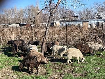 Продам с/х животных: Продаю | Коза (самка), Козлёнок | Полукровка | На забой, Для разведения, Для молока | Племенные, Котные — 2