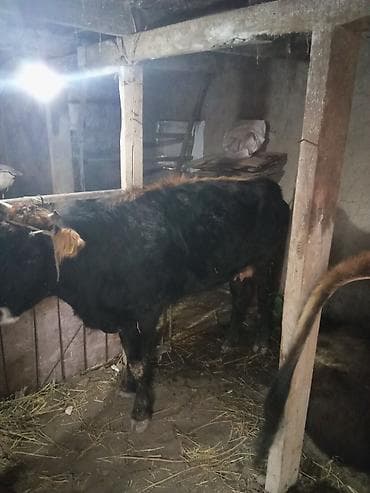 Мышыктар: Сатам | Бука (эркек) | Аргын | Бордоп семиртүү үчүн | Байланган — 2