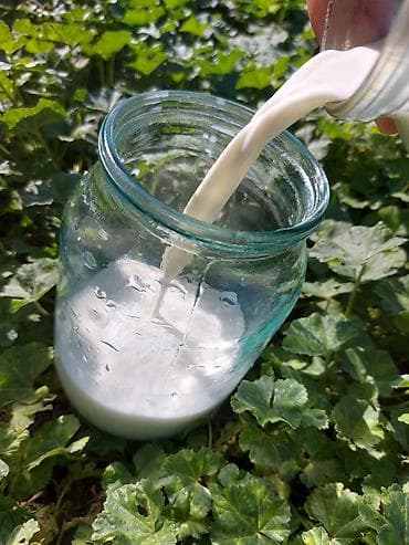 молочные продукты: 🐐 Табигый эчкинин сүтү сатылат! 🥛 Жаңы саалган, таза жана сапаттуу — 4