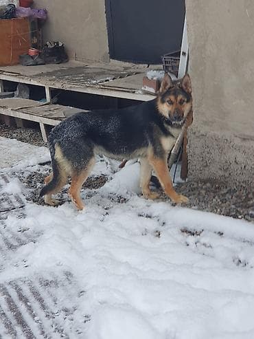 немец овчаркасы кучук: Немецкая овчарка Классический чепрачный окрас (черно‑рыжий), крепкий — 1