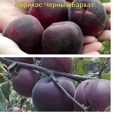 купить вишню: Https://t.me/blooming_garden_kg В наличии долгожданные саженцы — 2