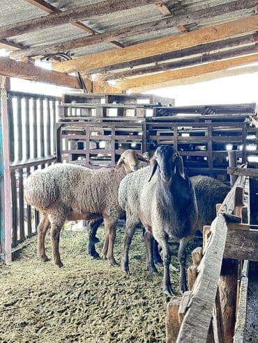 каракол животные: Продаю | Баран (самец) | На забой | Племенные, Осеменитель — 3