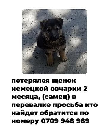 Немецкая овчарка, 2 месяца, Самец, С прививкой