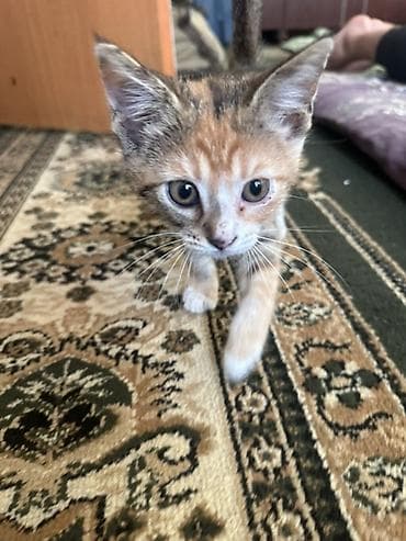 Продажа кошек: ДАРОМ!!!Котёнок трёхцветной окраски (черепаховый с рыжими и белыми — 1