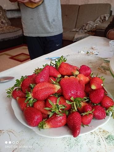 Сорт Азия принимаю заказы на рассаду