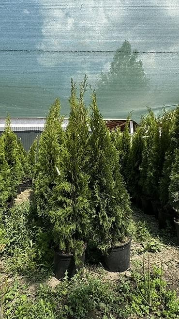 теплицы петуньи: Размеры:170/180 см 6700 сом :150/160 см 10200сом — 10