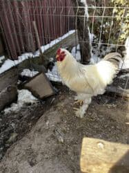 кролик декоративные: Продаю | Петух | Брама | Для разведения — 1
