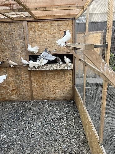 карликовые яблони: Голуби декоративных пород - Породы и окрасы: павлины белые и цветные — 4