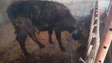 отдам собаку в хорошие руки бишкек: Продаю | Бык (самец) | Полукровка | На откорм | Привязанные — 3