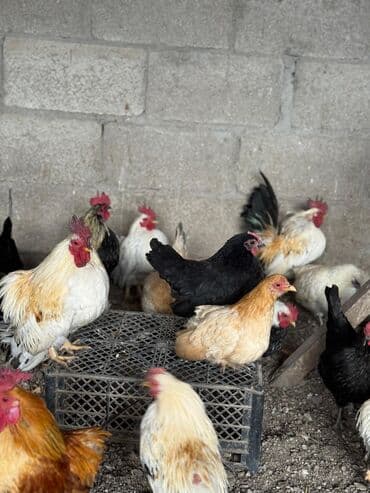 купить карликовых курей: Продаю | Петух, Куры — 1