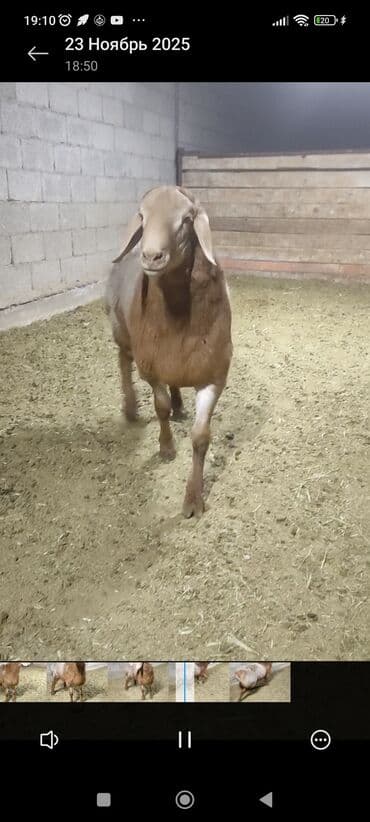 хаски шенок: Продаю | Баран (самец) | Для разведения | Племенные — 3