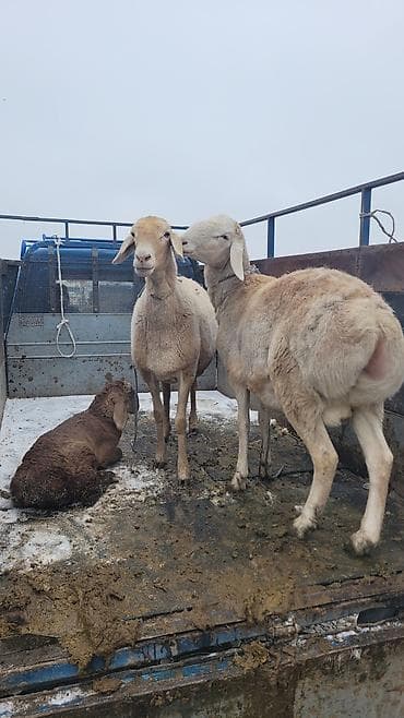 рамановский бараны: Продаю | Овца (самка) | Для разведения | Матка — 3