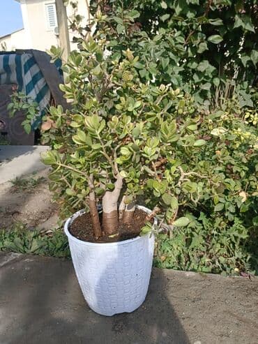 фикус бишкек: Продаю комнатные цветы. Цены разные — 8