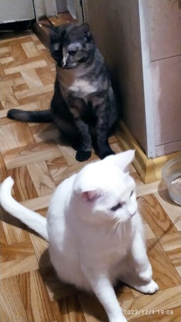 куда можно отдать собаку в бишкеке: Красивые девочки . цветная и белая молодые кошки им скоро год.очень — 5
