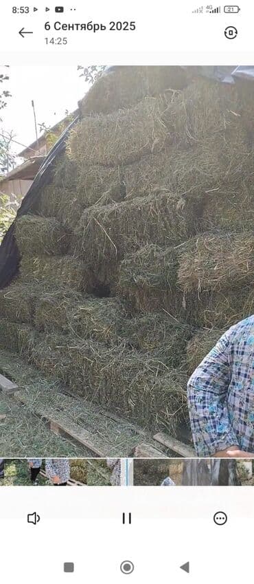 Аквариумы: Продаю клевер тюки хорошие 2 укоса — 1