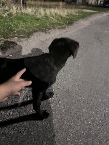 Щенок, черный окрас, короткая шерсть. Компактного роста, стройного