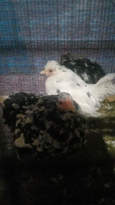 ак кеклик: Сатам | Тооктор | Көбөйтүү үчүн — 8