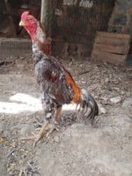 срочно продаю в связи с переездом: Сатам | Тооктор | Тебиштирүүчү | Көбөйтүү үчүн — 5