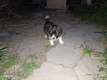 щенята даром: Щенки -дворняжкиДевочки все 5-недель,звотночки- будут среднего — 8