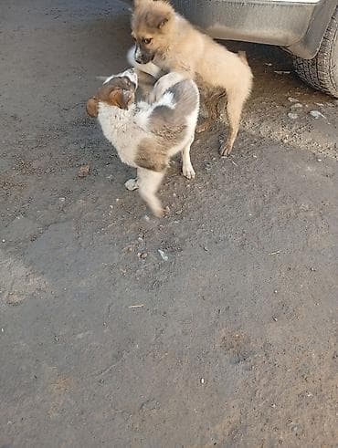 Алабай, 3 месяца, Самец, С прививкой