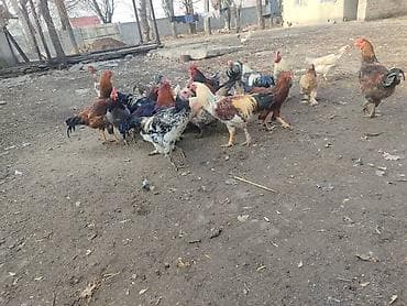 обучение собак: Продаю | Петух | Для разведения — 1