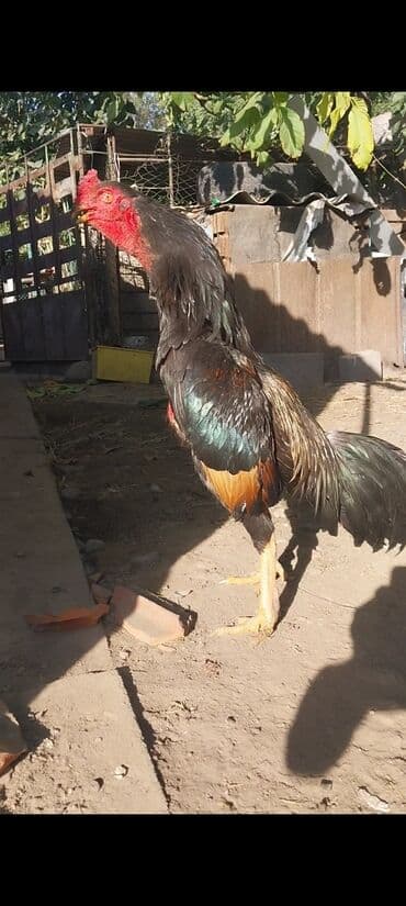 куры доминанты: Продаю | Петух | Бойцовая | Для разведения — 4