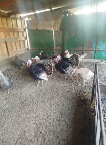 Собаки: Птицы — 1