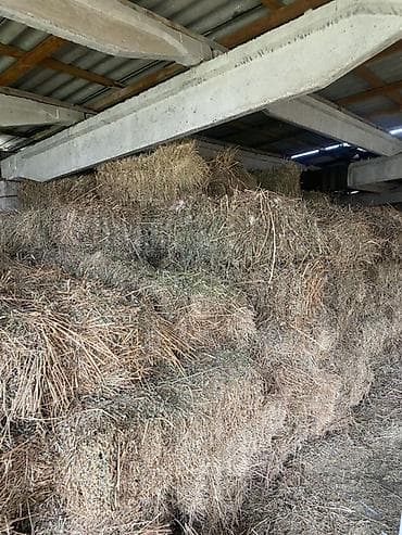 саан уй бишкек: Продается сено Беде чоп сатылат 300 сомдон 200 тук чоп бар сарайдын — 1