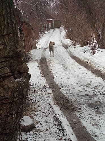 собаки малинуа: Сибирский хаски, кобель. Окрас рыже-белый с выразительными голубыми — 2