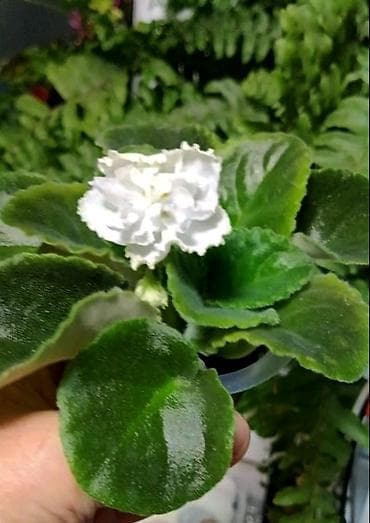 килем сатылат: Продаю молодые фиалочки 🌺🌿🌺 По всем вопросам обращайтесь по телефону — 2