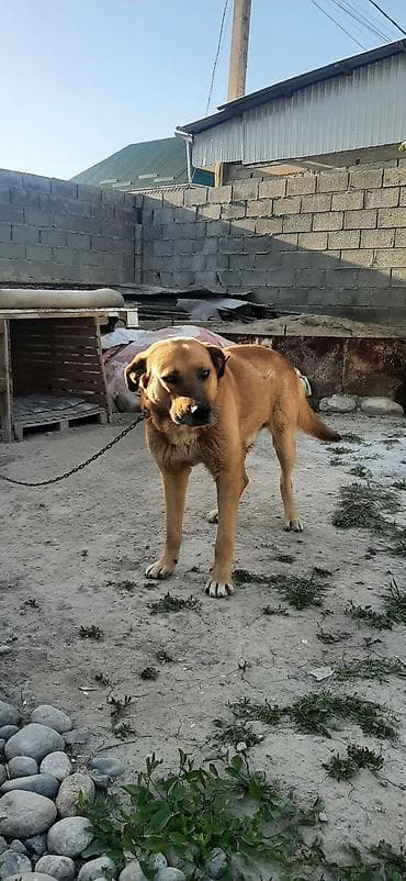 йоркширский терьер цена: Более 5 лет, Самец — 2