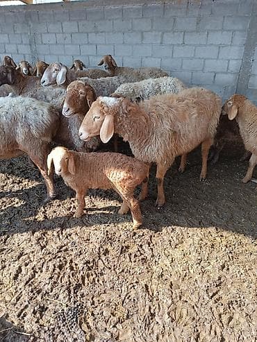 попугай кеша: Продаю | Овца (самка) | Для разведения | Матка — 3