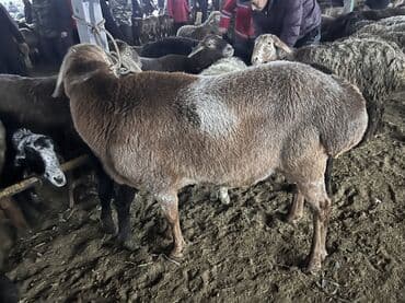 корм для домашних животных: Продаю | Овца (самка) | Для разведения — 3