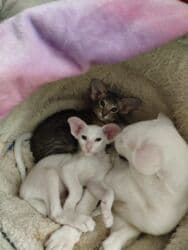 купить породистых котят: Ориентальная, 2 месяца, Мальчик, Белый, Приучена к лотку, Проглистована, С документами — 5