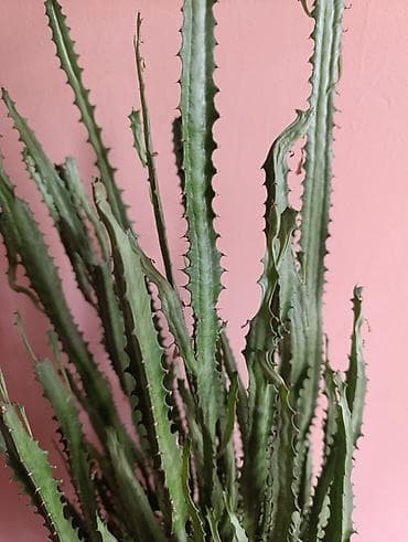 Молочаи: Молочай, высота 125 см от земли. Поливать 2 раза в месяц. Эуфорбия — 3