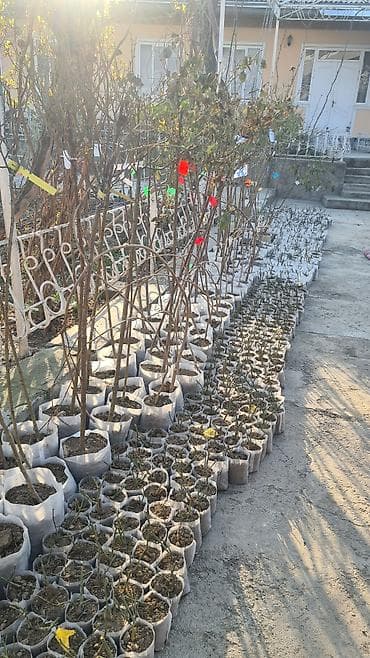 Садовые цветы и кустарники: Саженцы — 2