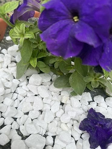 купить мраморную крошку: Мраморная крошка, Белый, Для сада, В тоннах — 4