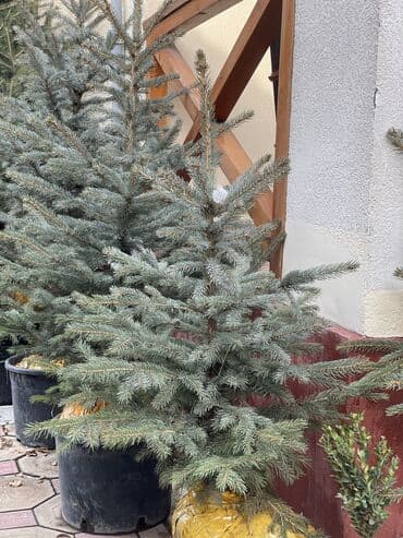 Сейфтер: Продается елки — 5