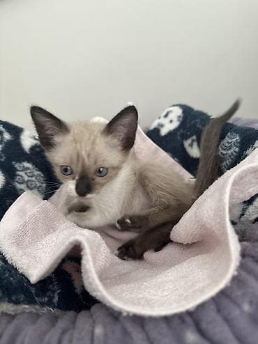котята сфинкса: Сиамская, 1 месяц, Девочка, Приучена к лотку — 7