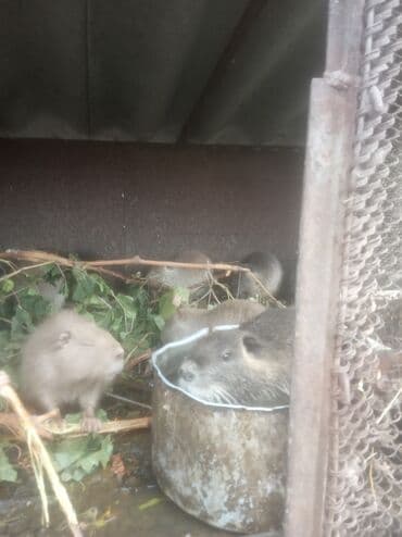 собака доберман цена: Продаются нутрии, Самцы на племя, разного возраста - 400 сом за 1 кг — 4