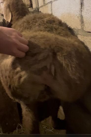 телега для лошади: Продаю | Баран (самец) | Арашан | Для разведения | Племенные — 3