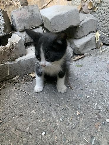 кошка белая: Котёнок, окрас черно-белый (текущие фото). Крупные ушки, белая — 1