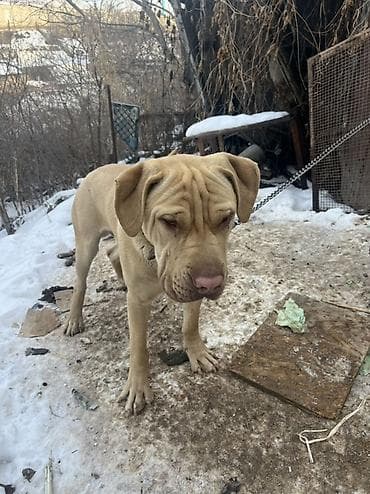 китайская хохлатая собака: Порода: собака крупного типа, масти беж/палевый, с выраженными — 2