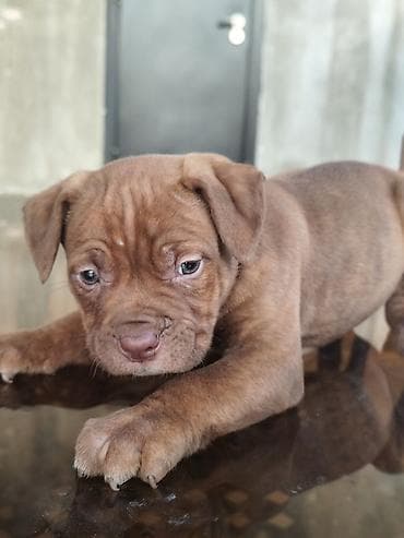 бутка для собак: Питбуль, 2 месяца, Самец — 3