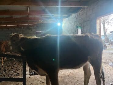 продаю дойных коров: Сатам | Кунаажын | Монбельярд | Бордоп семиртүү үчүн | Байланган — 4