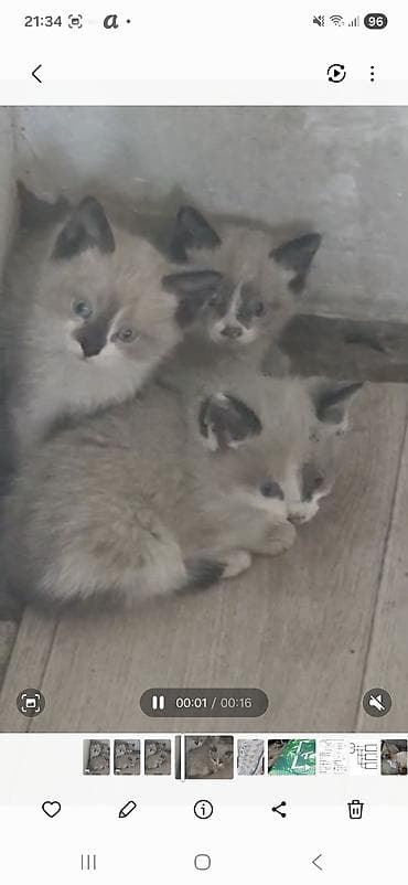 Котята с колор-пойнт окраской (сиамский тип). - Окрас: светлый