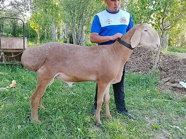 инкубация цыплят: Продаю | Баран (самец) | Эдильбаевская | Для разведения | Племенные — 6